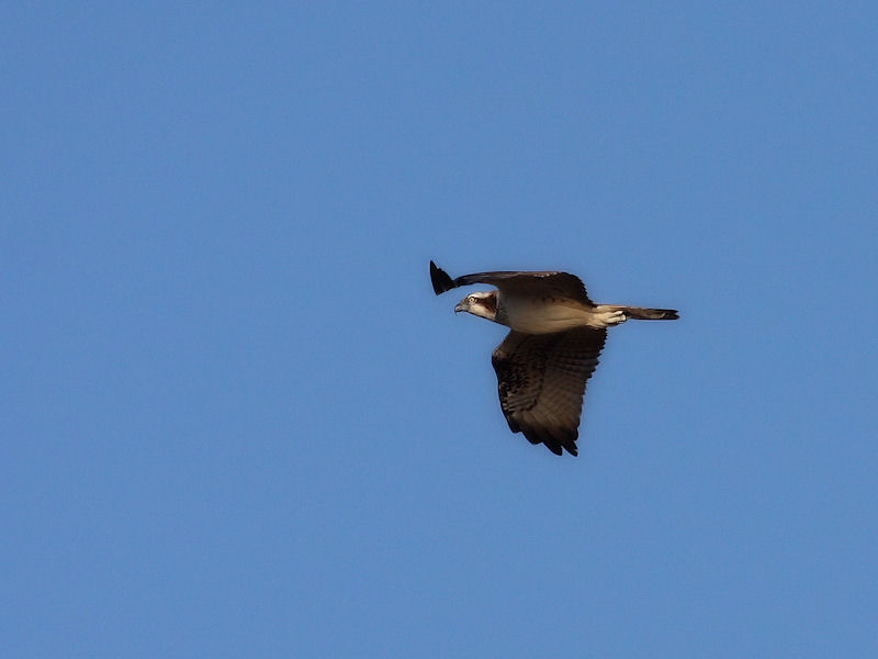 identificazione del rapace